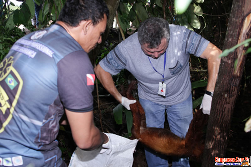 Macaco morto encontrado em Óbidos