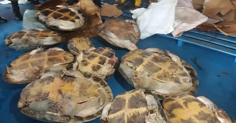 SEMMA e PM apreendem tartarugas em embarcação no porto de Óbidos