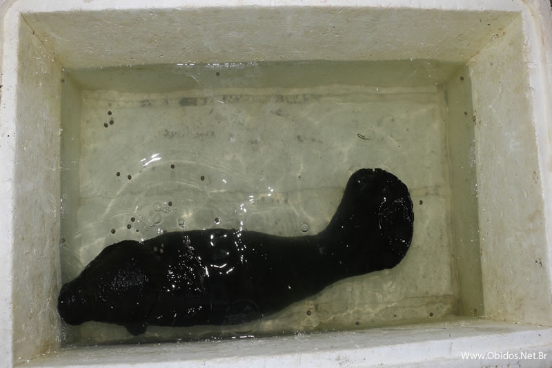 Filhote de Peixe-Boi é resgatado pela Secretaria de Meio Ambiente de Óbidos