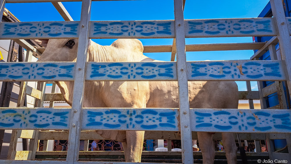 SANT´ANA 2023: O leilão de animais arrecadou mais de 300 mil reais