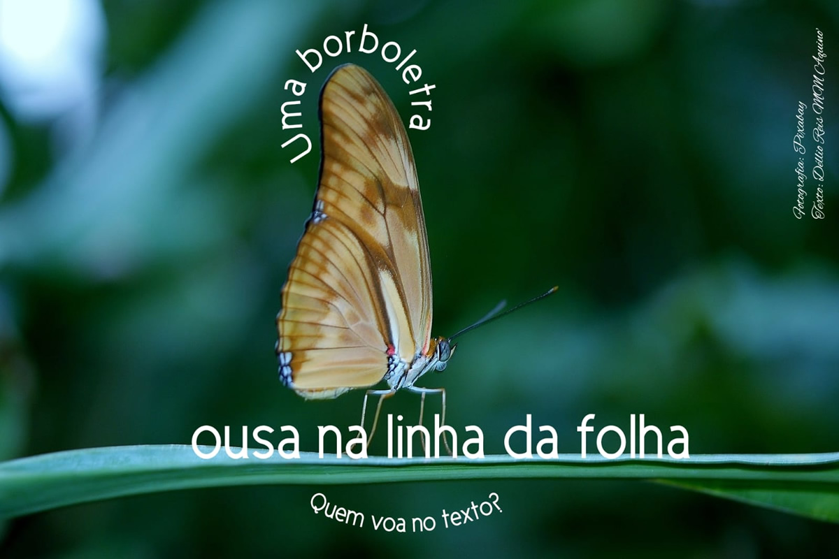 Fotopoema que originou o Projeto Borboletrar